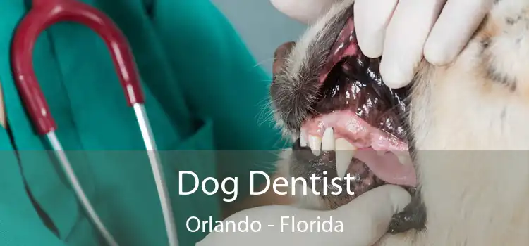 Dog Dentist Orlando - Florida