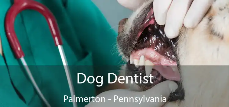 Dog Dentist Palmerton - Pennsylvania