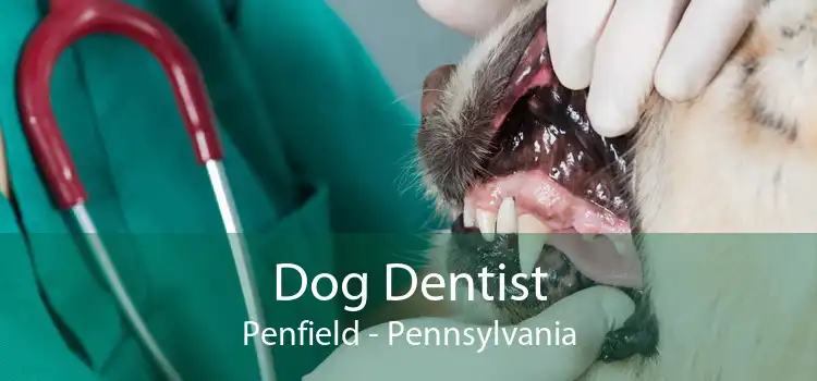Dog Dentist Penfield - Pennsylvania