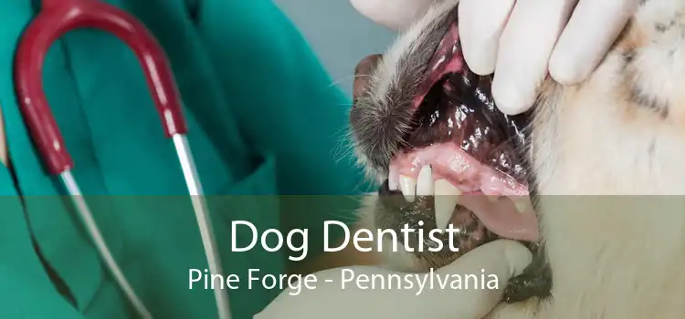Dog Dentist Pine Forge - Pennsylvania