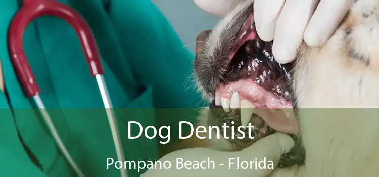 Dog Dentist Pompano Beach - Florida