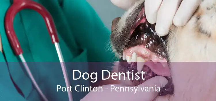 Dog Dentist Port Clinton - Pennsylvania