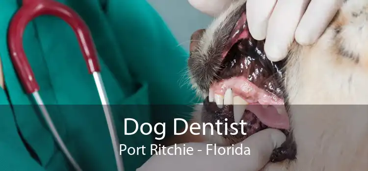 Dog Dentist Port Ritchie - Florida
