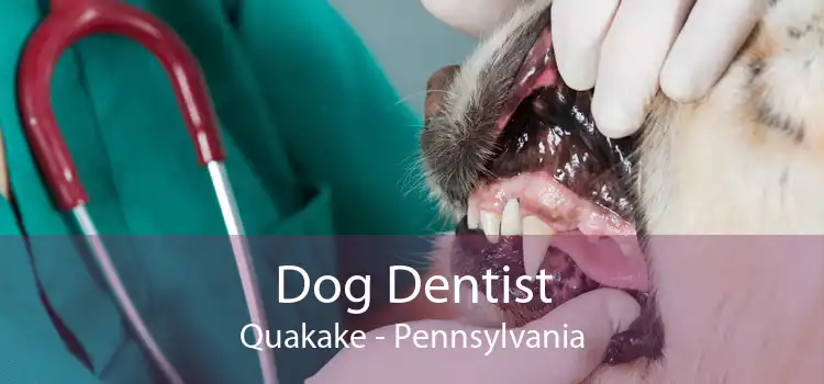 Dog Dentist Quakake - Pennsylvania
