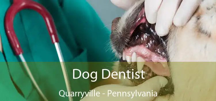 Dog Dentist Quarryville - Pennsylvania