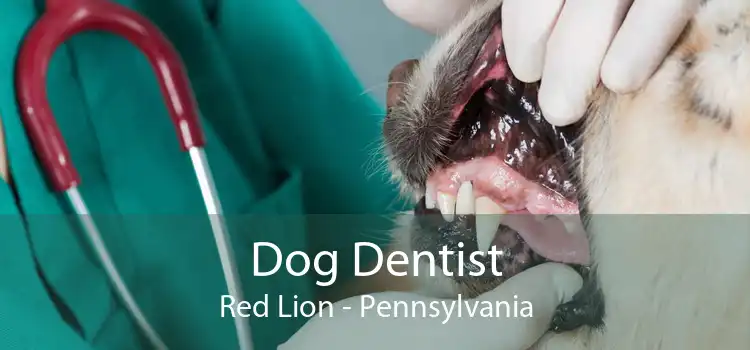 Dog Dentist Red Lion - Pennsylvania