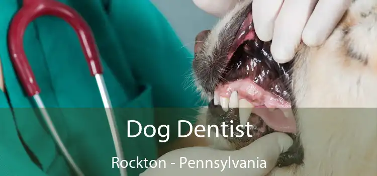 Dog Dentist Rockton - Pennsylvania