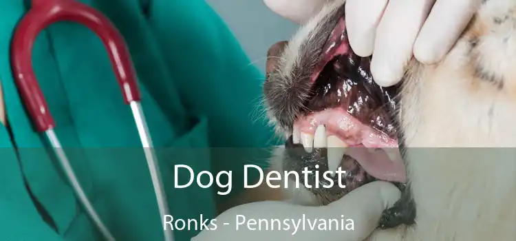 Dog Dentist Ronks - Pennsylvania
