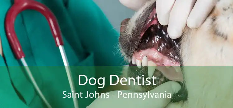 Dog Dentist Saint Johns - Pennsylvania