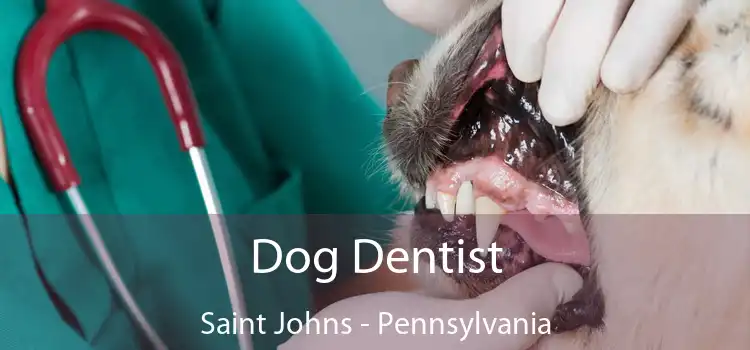 Dog Dentist Saint Johns - Pennsylvania