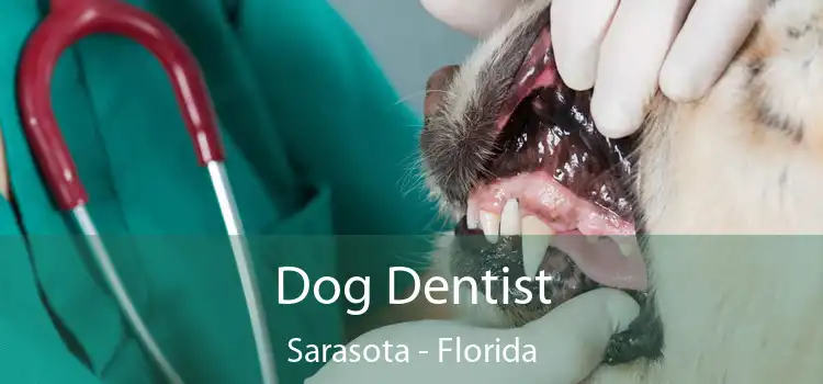 Dog Dentist Sarasota - Florida