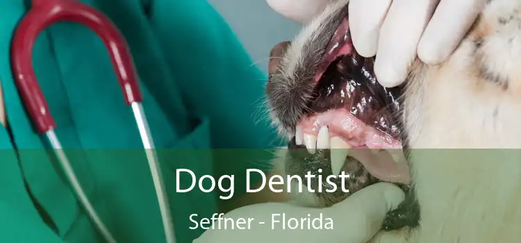 Dog Dentist Seffner - Florida