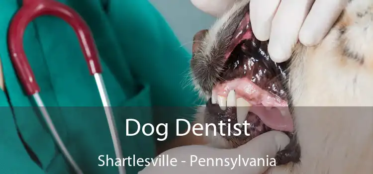 Dog Dentist Shartlesville - Pennsylvania