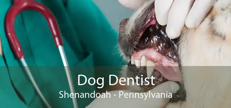 Dog Dentist Shenandoah - Pennsylvania