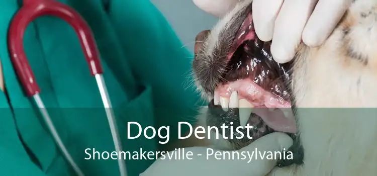 Dog Dentist Shoemakersville - Pennsylvania