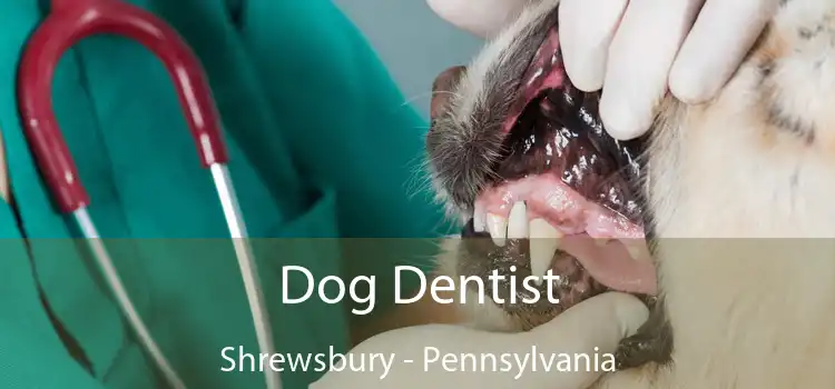Dog Dentist Shrewsbury - Pennsylvania