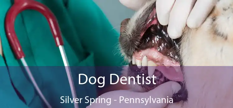 Dog Dentist Silver Spring - Pennsylvania