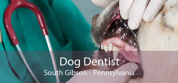 Dog Dentist South Gibson - Pennsylvania