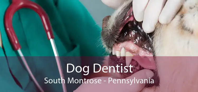 Dog Dentist South Montrose - Pennsylvania