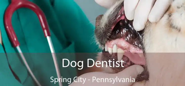 Dog Dentist Spring City - Pennsylvania
