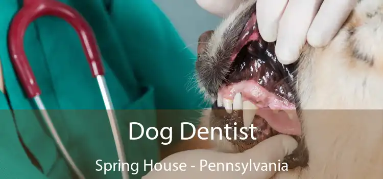 Dog Dentist Spring House - Pennsylvania