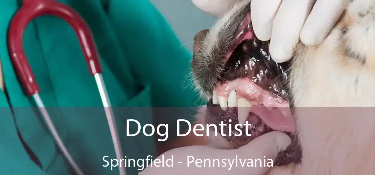 Dog Dentist Springfield - Pennsylvania