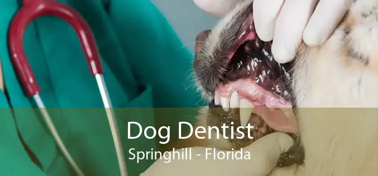 Dog Dentist Springhill - Florida