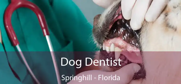 Dog Dentist Springhill - Florida