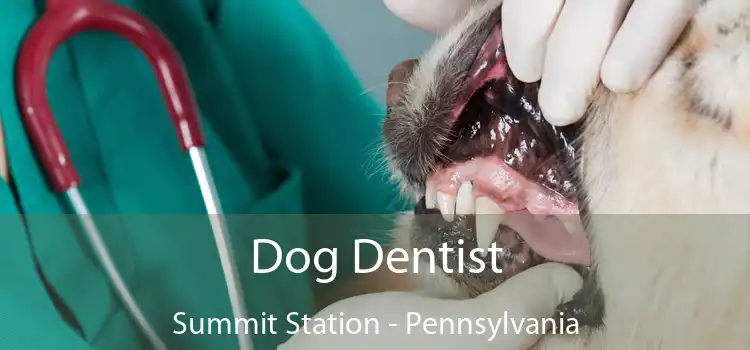 Dog Dentist Summit Station - Pennsylvania