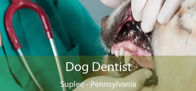 Dog Dentist Suplee - Pennsylvania