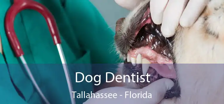 Dog Dentist Tallahassee - Florida