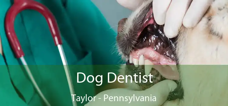 Dog Dentist Taylor - Pennsylvania