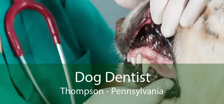 Dog Dentist Thompson - Pennsylvania
