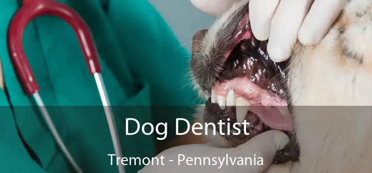 Dog Dentist Tremont - Pennsylvania