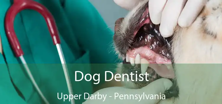 Dog Dentist Upper Darby - Pennsylvania