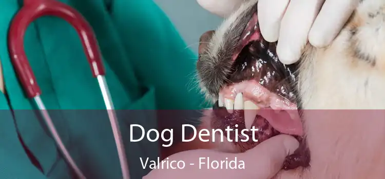 Dog Dentist Valrico - Florida