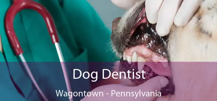 Dog Dentist Wagontown - Pennsylvania