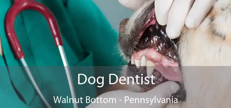 Dog Dentist Walnut Bottom - Pennsylvania
