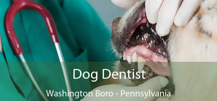 Dog Dentist Washington Boro - Pennsylvania