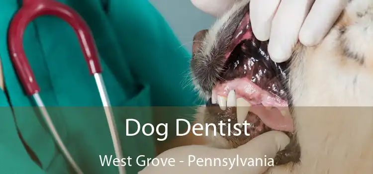Dog Dentist West Grove - Pennsylvania