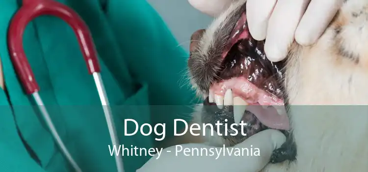 Dog Dentist Whitney - Pennsylvania