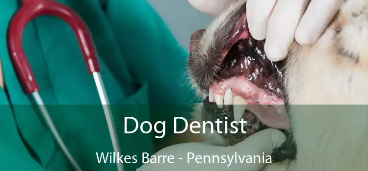 Dog Dentist Wilkes Barre - Pennsylvania