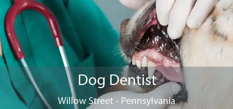 Dog Dentist Willow Street - Pennsylvania