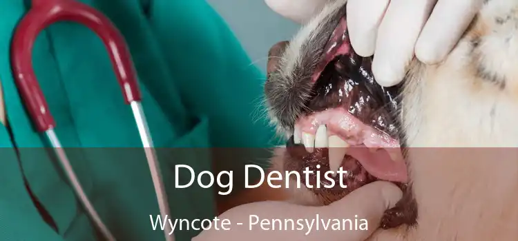 Dog Dentist Wyncote - Pennsylvania