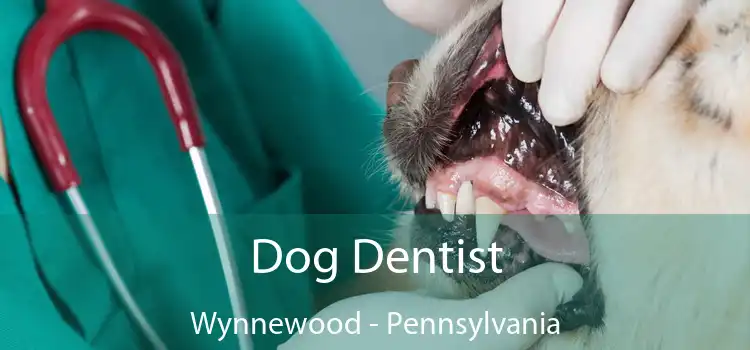 Dog Dentist Wynnewood - Pennsylvania