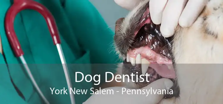 Dog Dentist York New Salem - Pennsylvania