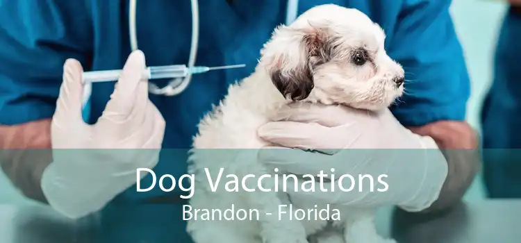 Dog Vaccinations Brandon - Florida