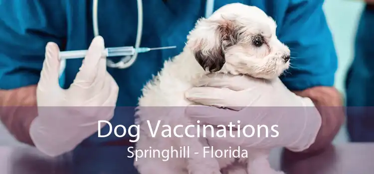 Dog Vaccinations Springhill - Florida