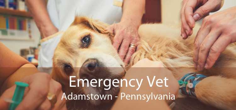Emergency Vet Adamstown - Pennsylvania