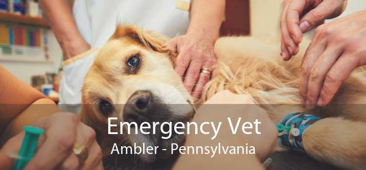 Emergency Vet Ambler - Pennsylvania